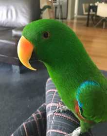 Lost Eclectus