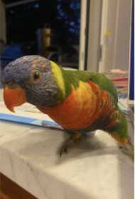 Lost Lory / Lorikeet