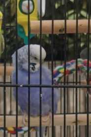 Lost Budgerigar