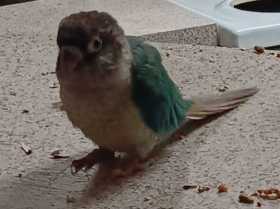 Lost Conure