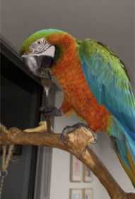 Lost Macaw
