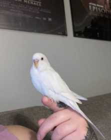 Lost Parakeet