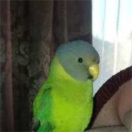 Lost Plum-Headed Parakeet