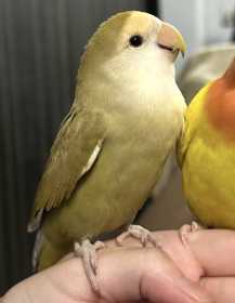 Lost Lovebird