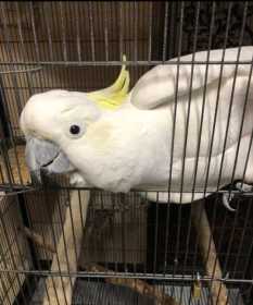 Lost Cockatoo