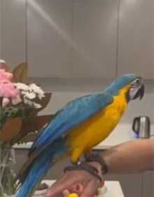Lost Macaw