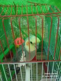 Lost Cockatiel