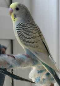 Lost Budgerigar