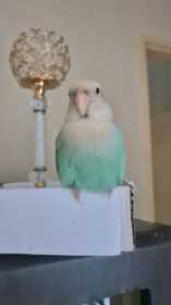 Lost Lovebird