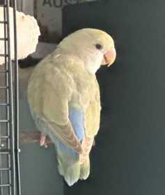 Lost Lovebird