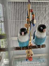 Lost Lovebird