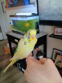Lost Parakeet