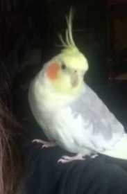Lost Cockatiel