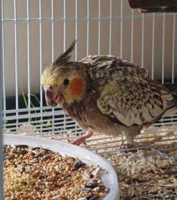 Lost Cockatiel