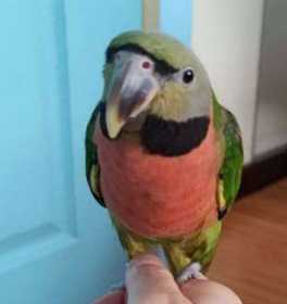 Lost Mustached / Moustached Parakeet