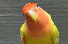 Lost Lovebird