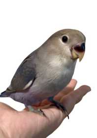 Lost Lovebird