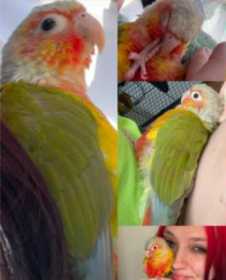 Lost Conure