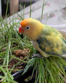 Lost Lovebird