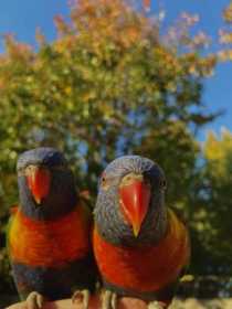 Lost Lory / Lorikeet