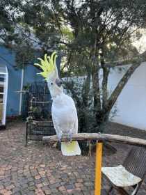 Lost Cockatoo