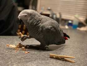 Lost African Grey