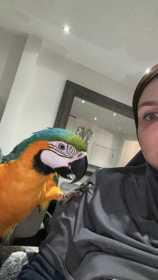 Lost Macaw