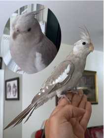 Lost Cockatiel