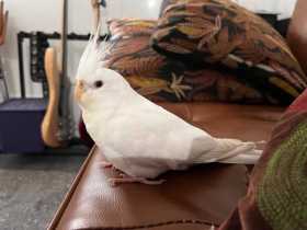 Lost Cockatiel