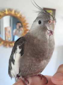 Lost Cockatiel