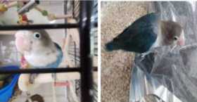 Lost Lovebird