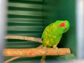Lost Lory / Lorikeet