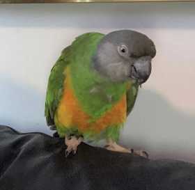 Lost Senegal