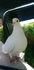 Lost Dove