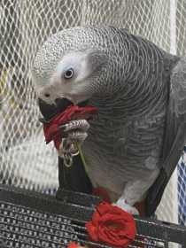 Lost African Grey