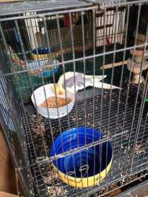 Lost Cockatiel