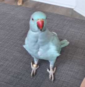 Lost Indian Ringneck Parakeet