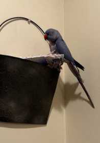 Lost Indian Ringneck Parakeet