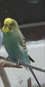 Lost Budgerigar