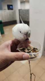 Lost Cockatiel