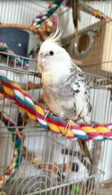 Lost Cockatiel