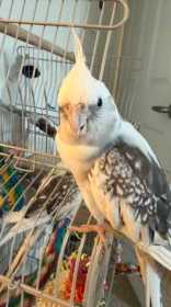 Lost Cockatiel