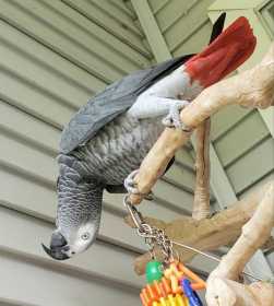Lost African Grey