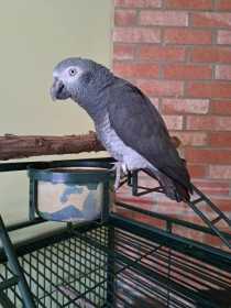 Lost African Grey