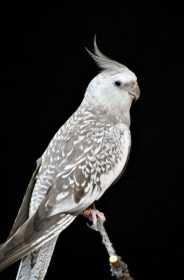 Lost Cockatiel