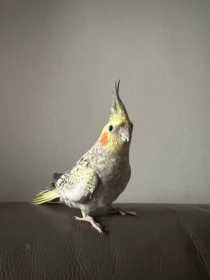 Lost Cockatiel