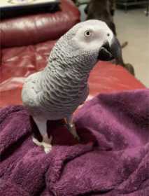 Lost African Grey