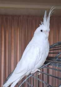 Lost Cockatiel