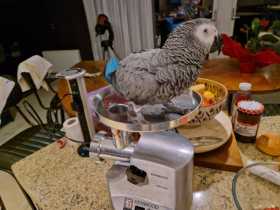 Lost African Grey