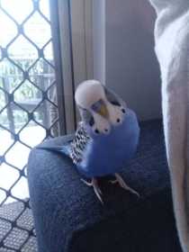 Lost Budgerigar